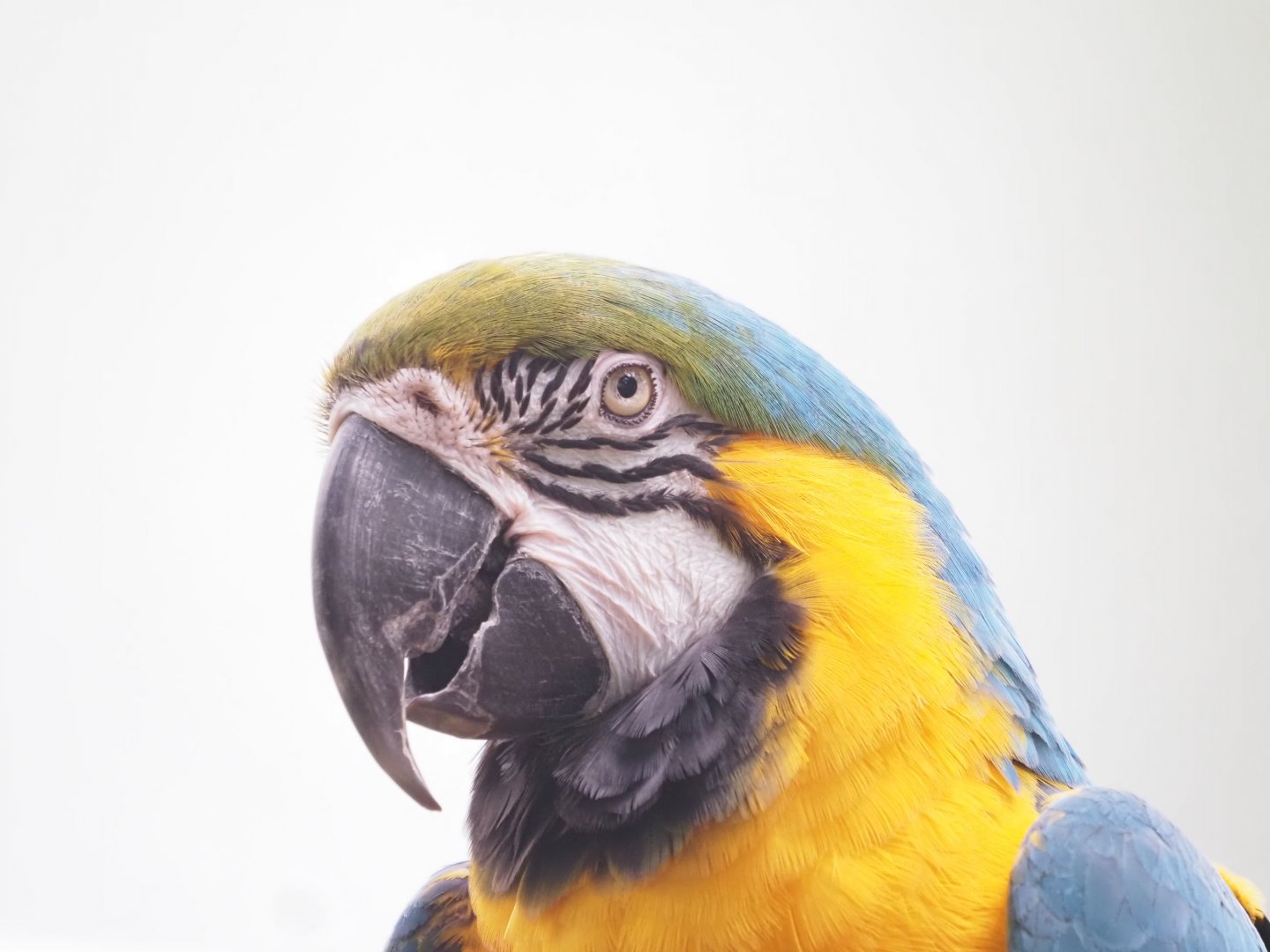 Blue and Gold Macaw