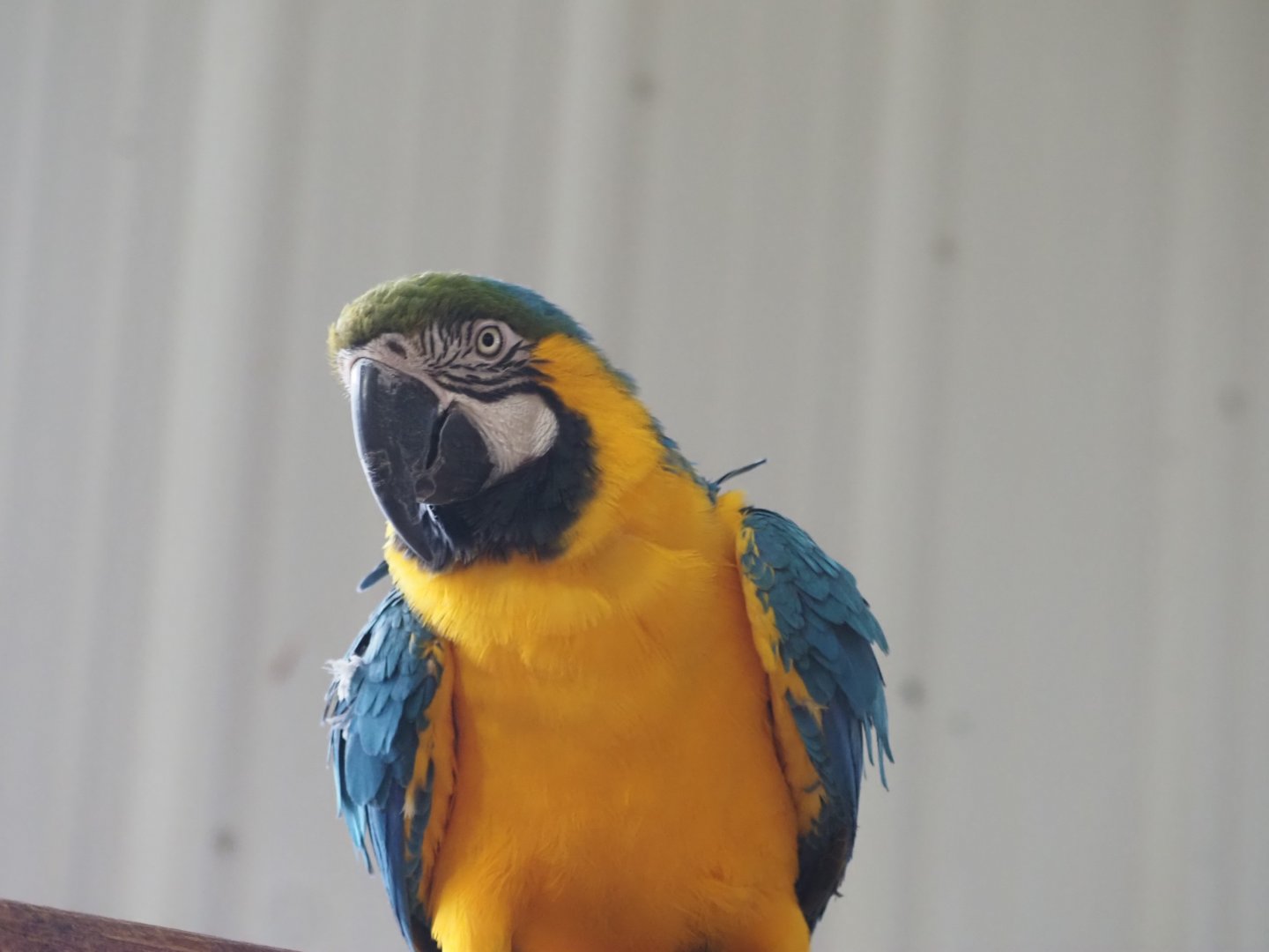 Blue and Gold Macaw