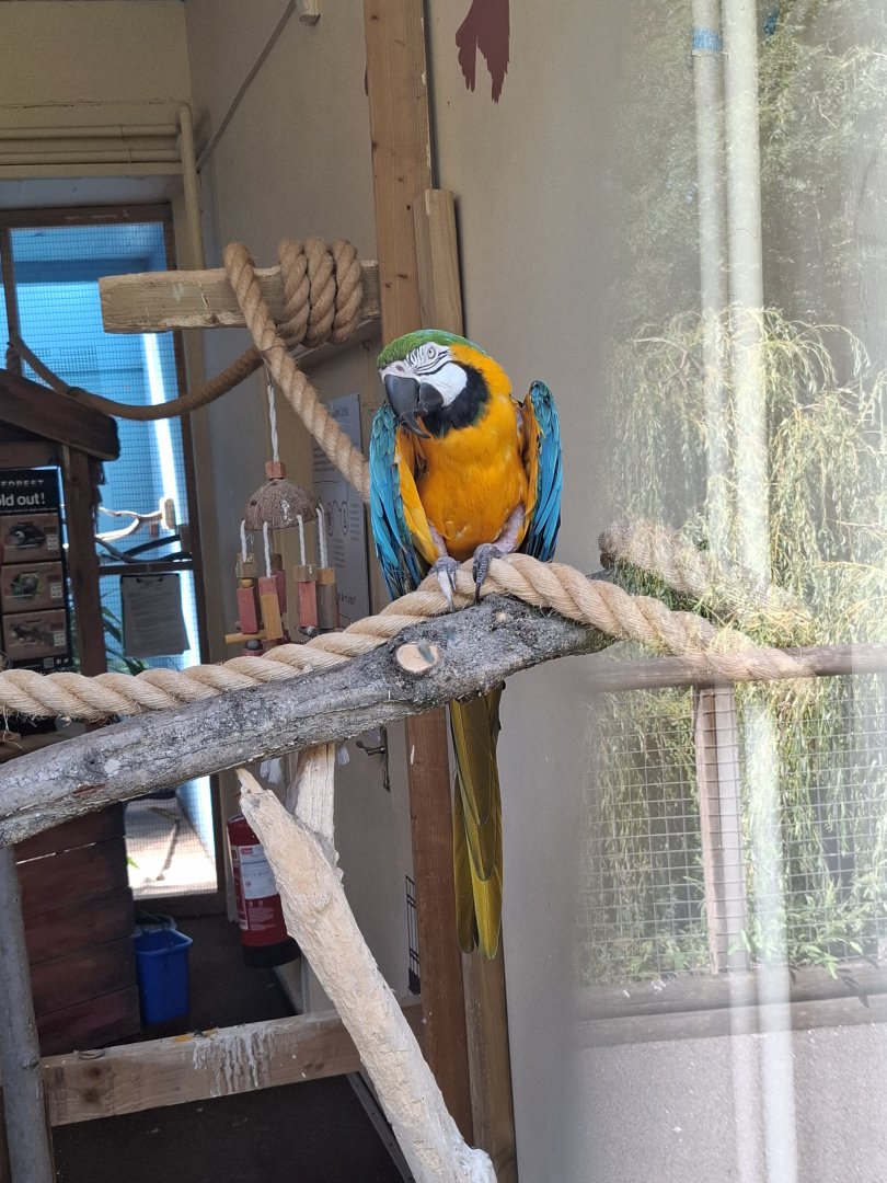 Blue-and-Gold Macaw