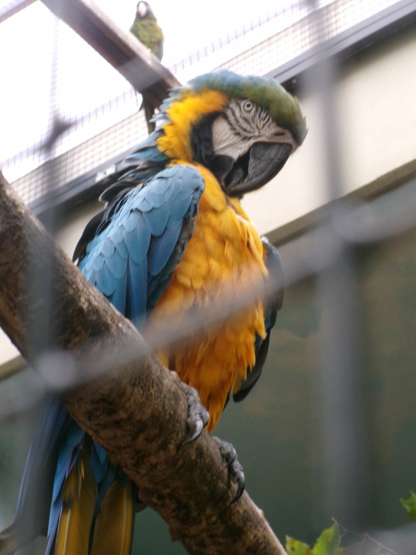 Blue and gold macaw