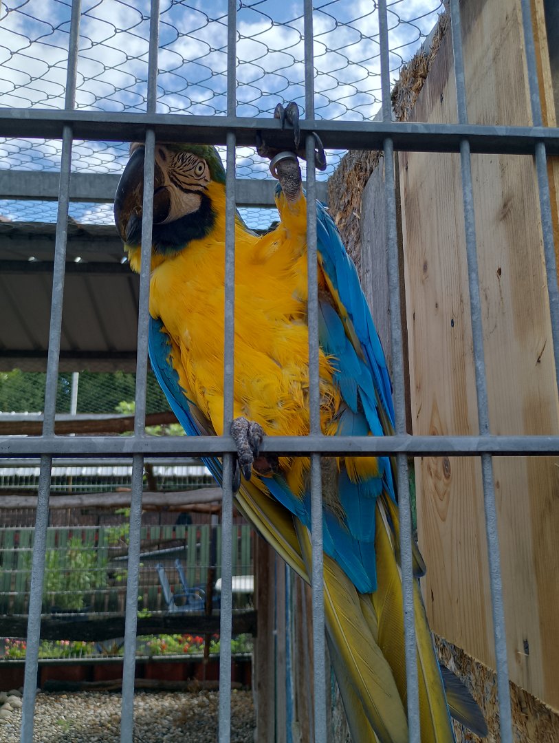 Blue and gold macaw