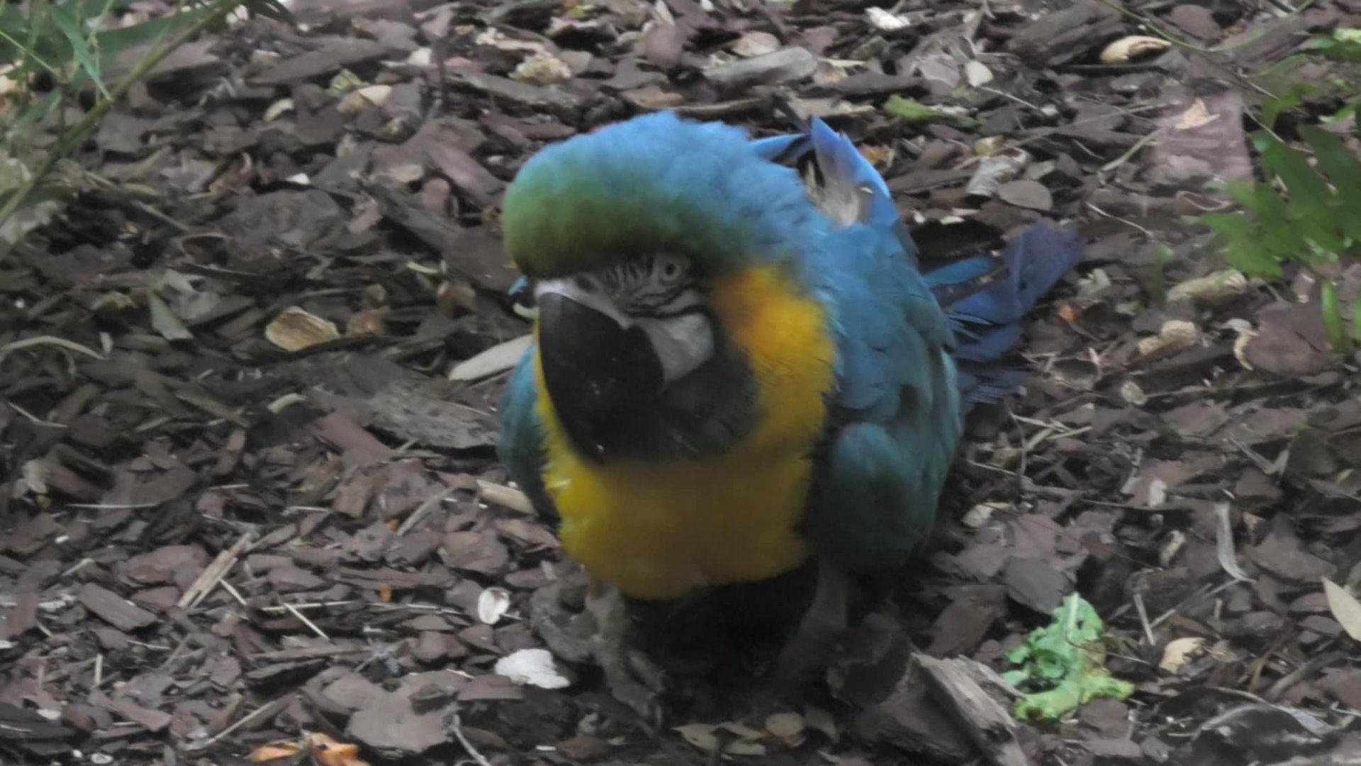 Blue and gold macaw
