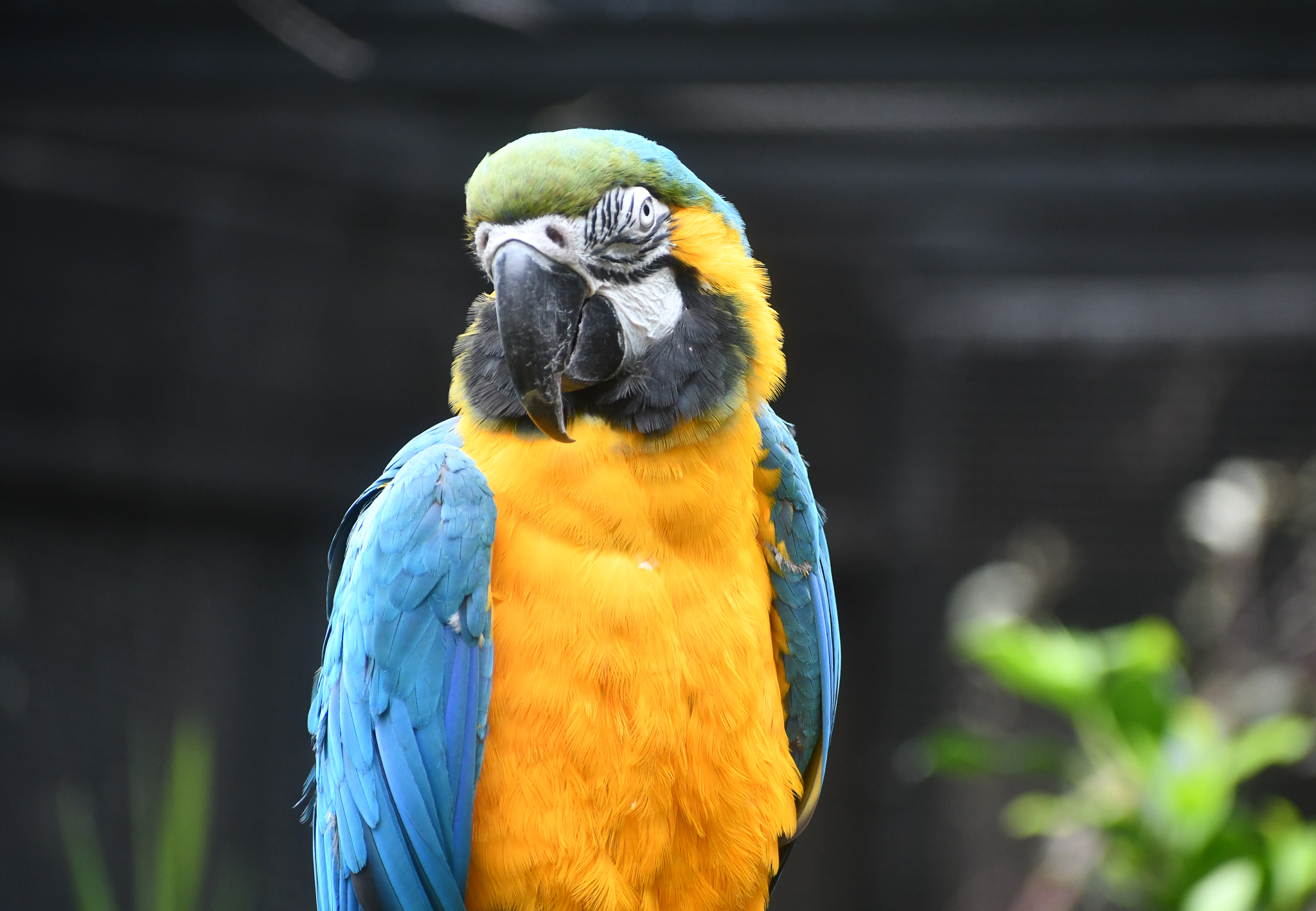 Blue and Gold Macaw