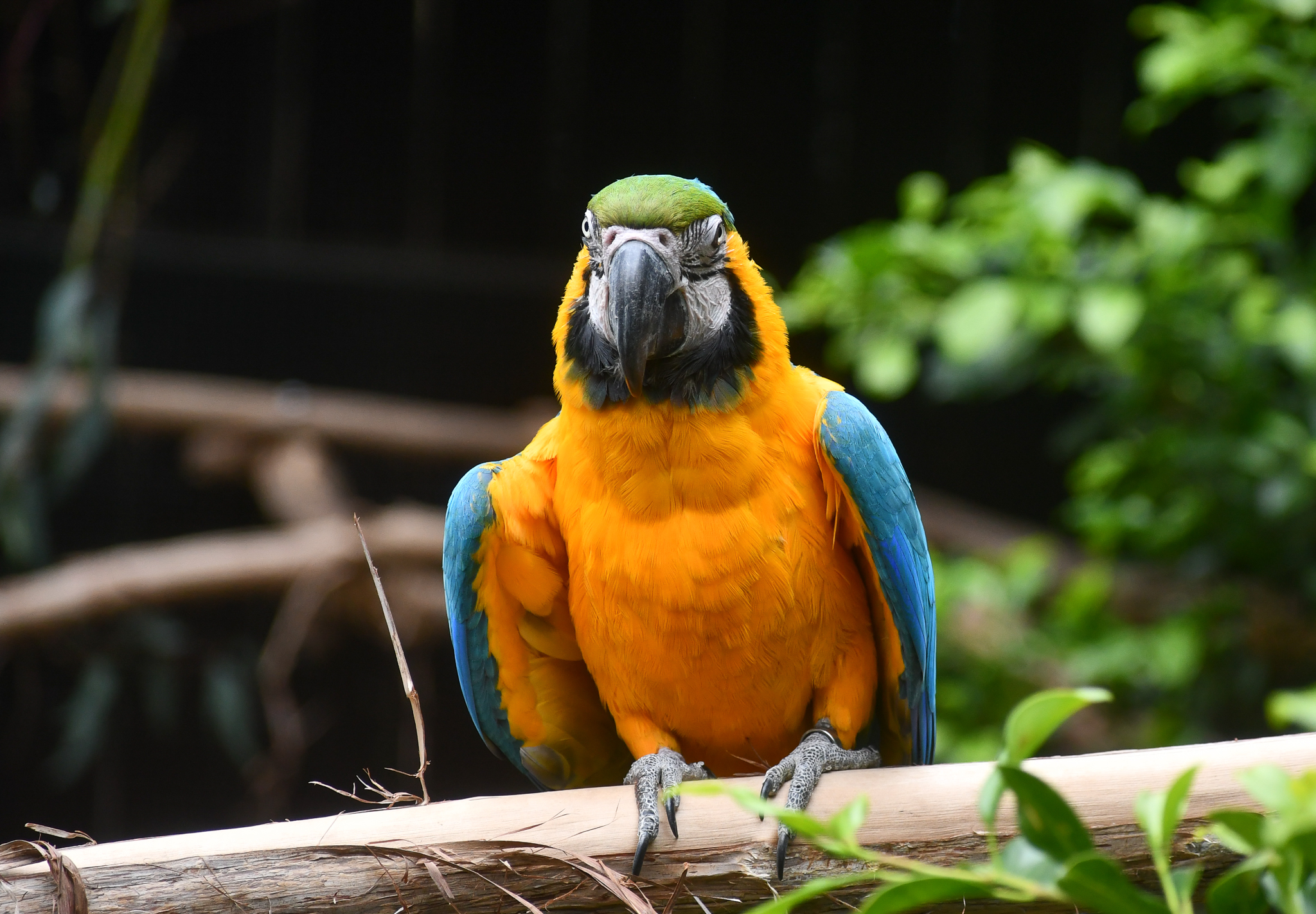 Blue and Gold Macaw