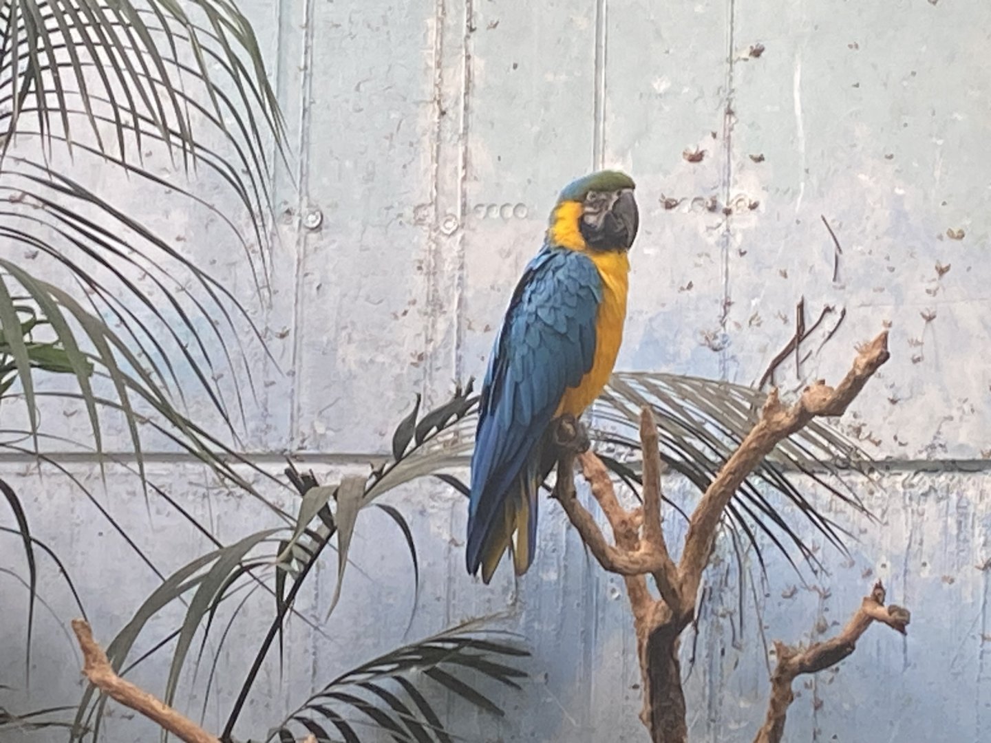 Blue and gold macaw