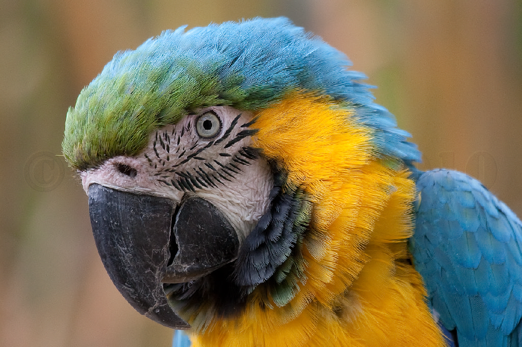 Blue and Gold Macaw