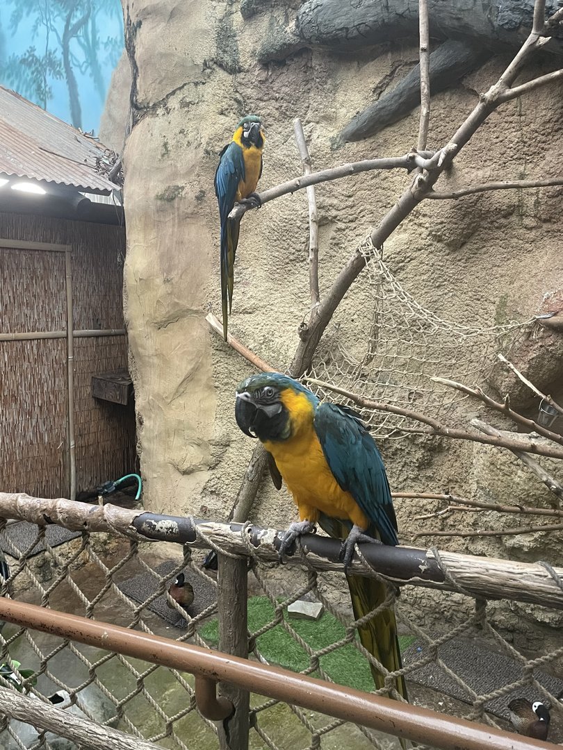 Blue-and-Gold Macaws (6/11/23)