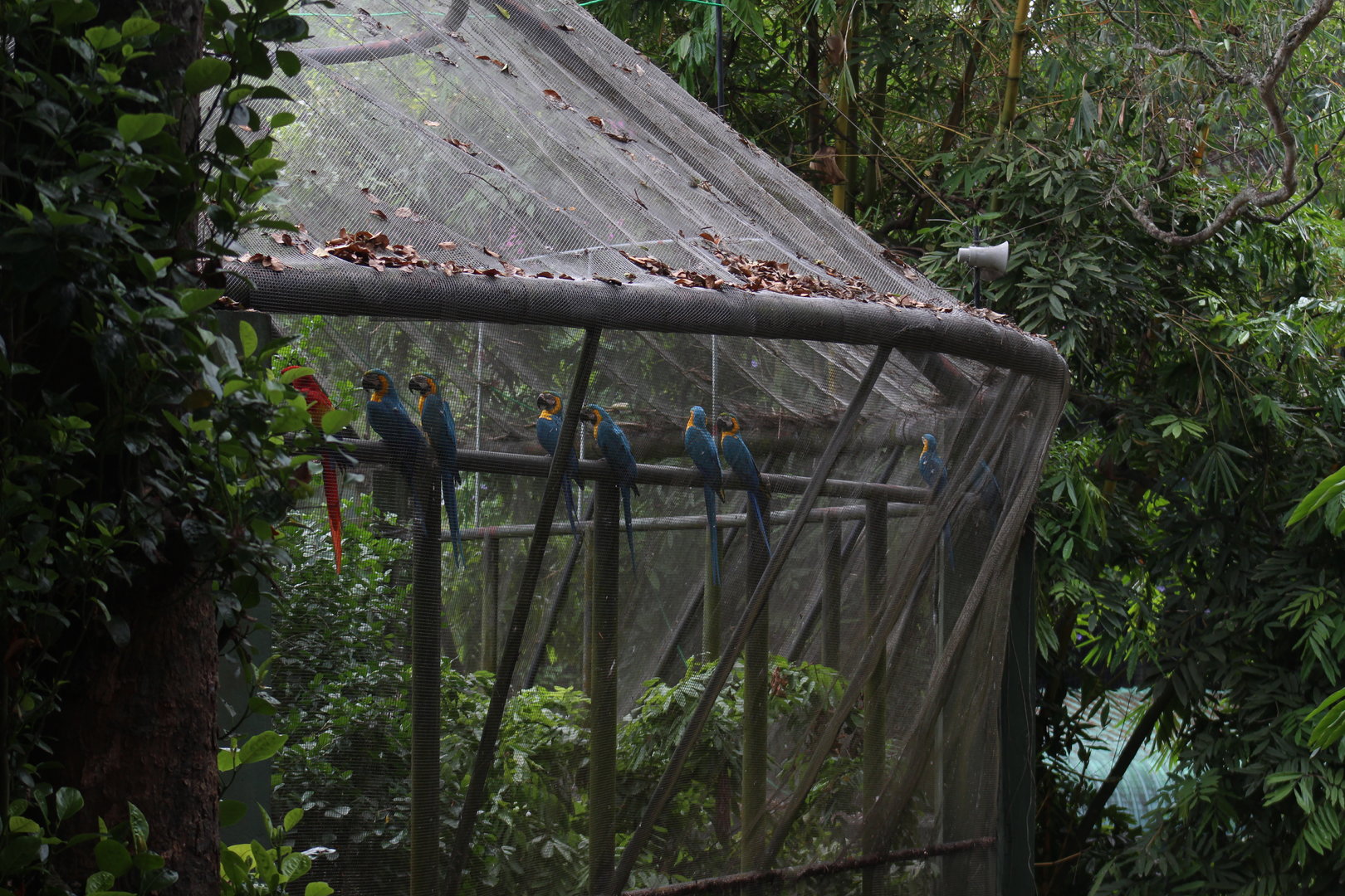 Blue and Gold macaws and scarlet macaw