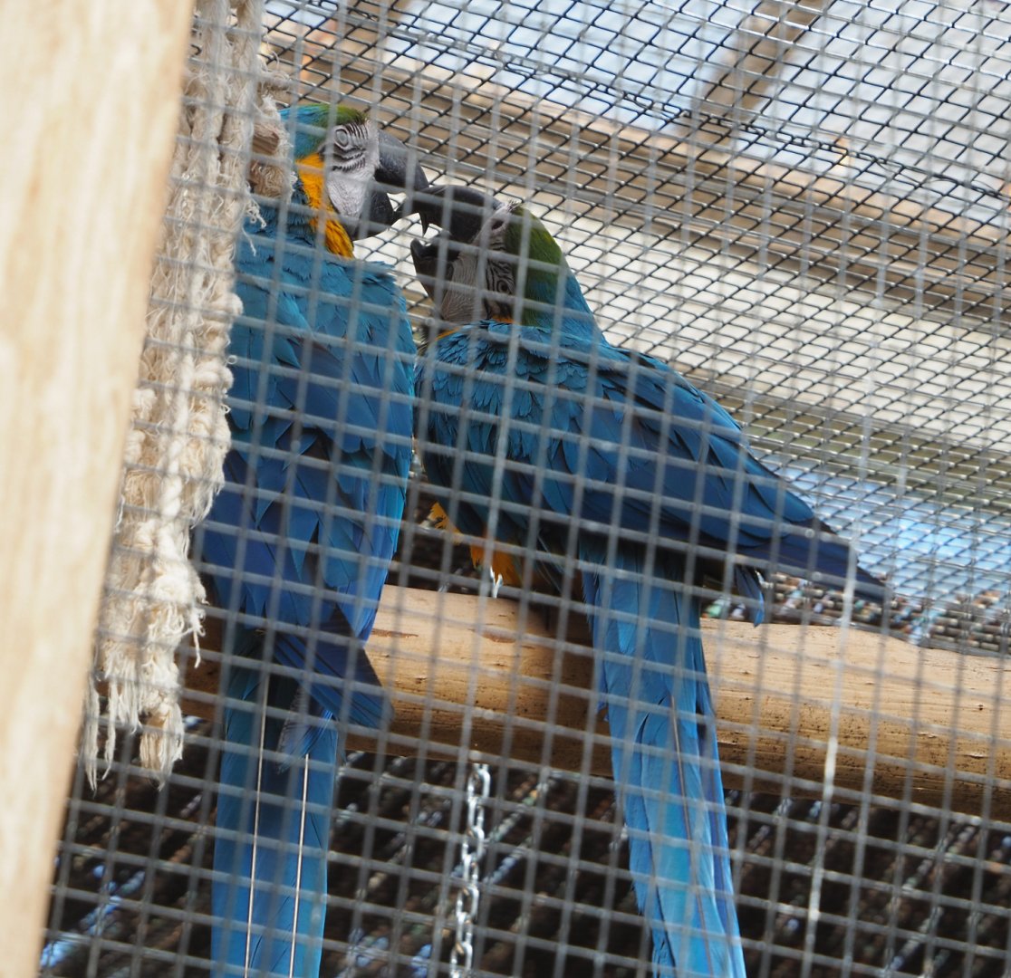 Blue-and-gold macaws (Ara ararauna), 2022-06-28