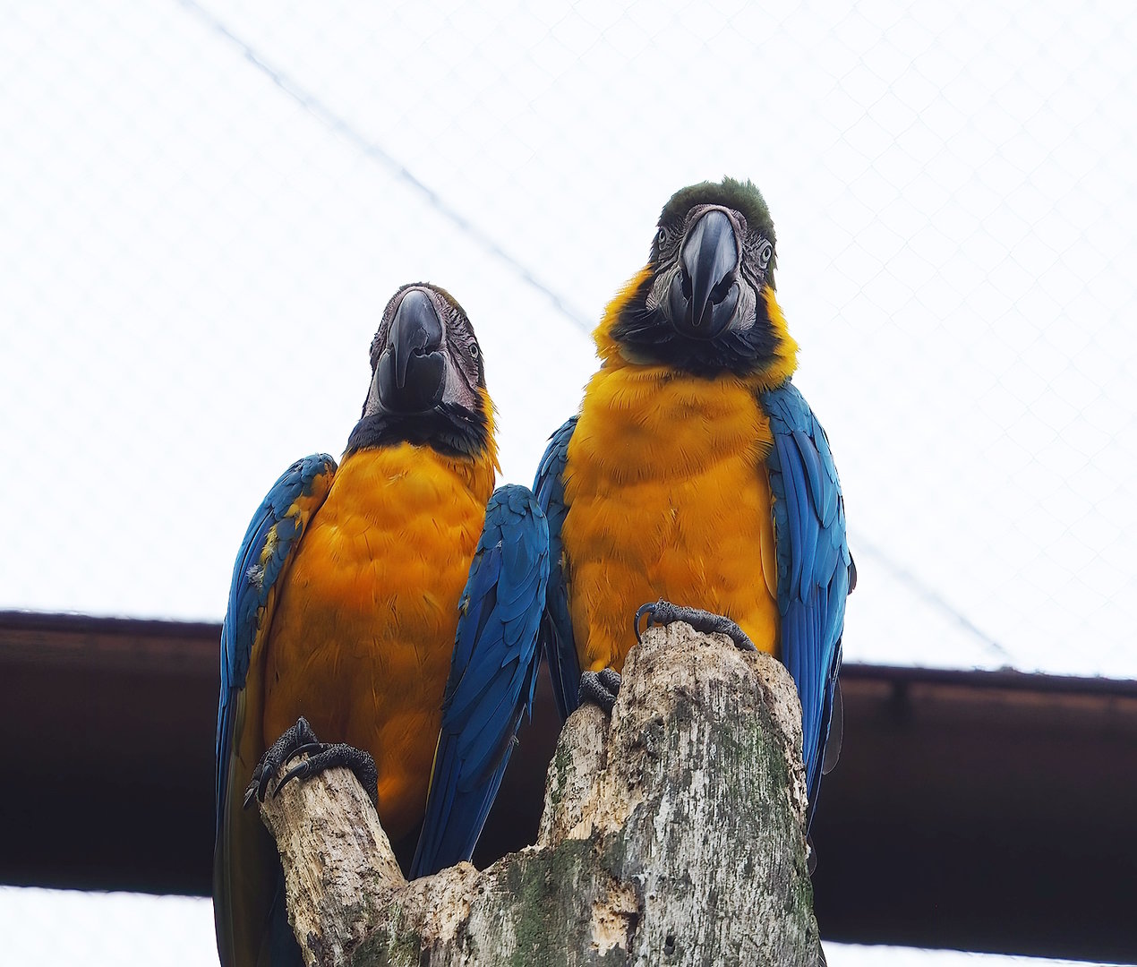 Blue-and-gold macaws (Ara ararauna), 2022-08-20