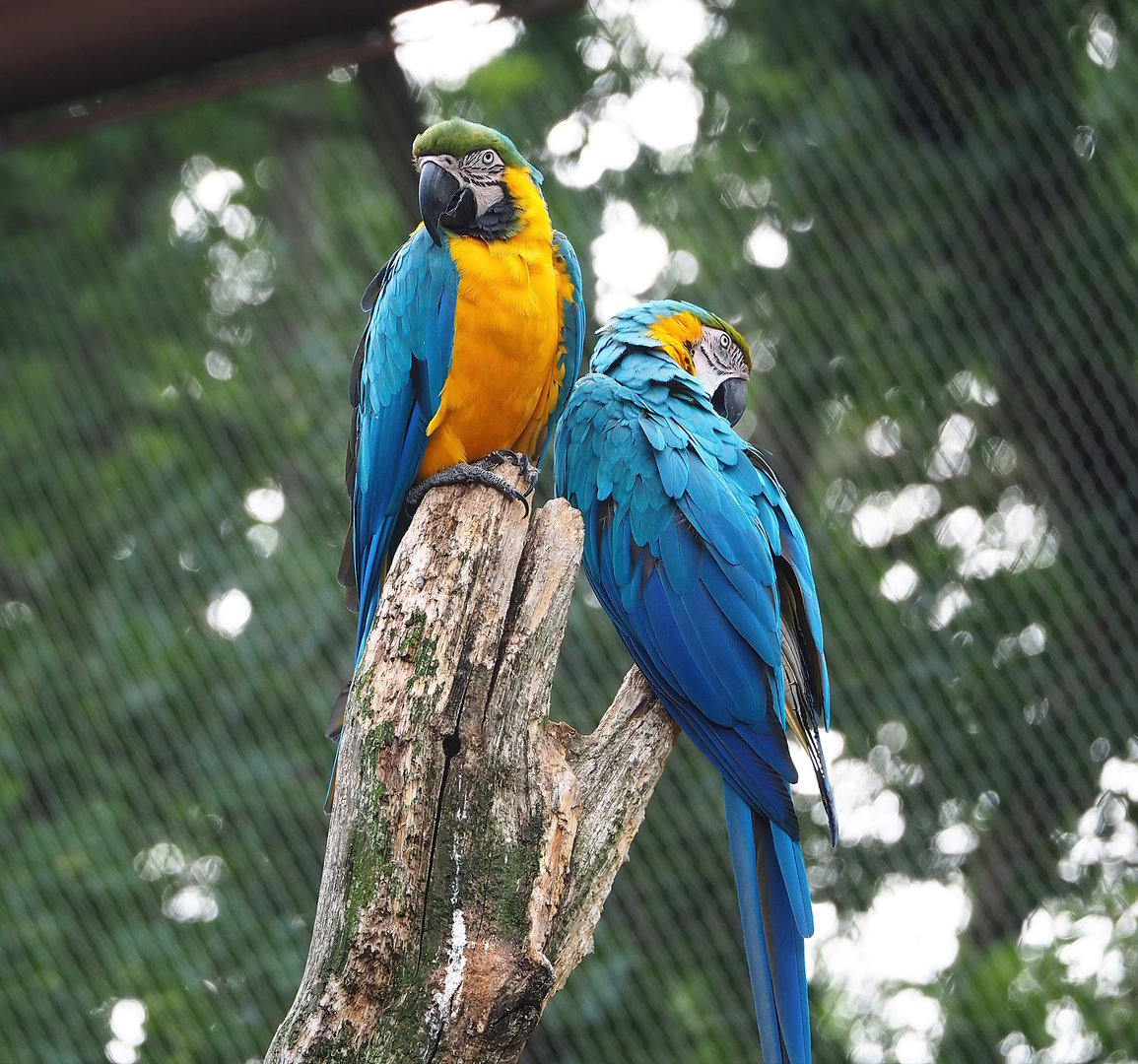 Blue-and-gold macaws (Ara ararauna), 2022-08-20