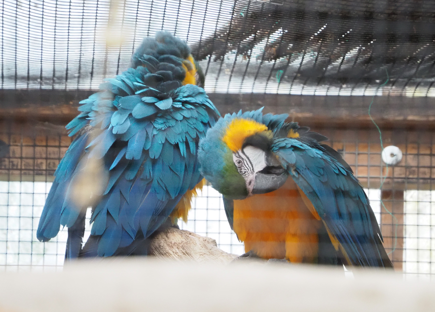 Blue-and-gold macaws (Ara ararauna), 2022-09-14