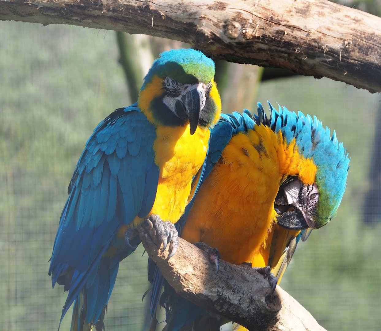 Blue-and-gold macaws (Ara ararauna), 2023-04-30