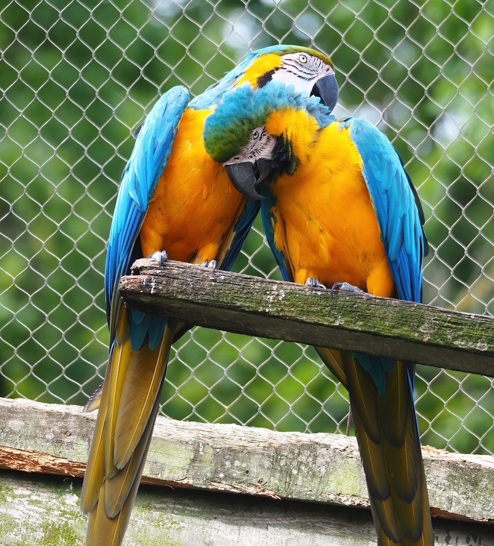 Blue-and-gold macaws (Ara ararauna), 2023-07-18