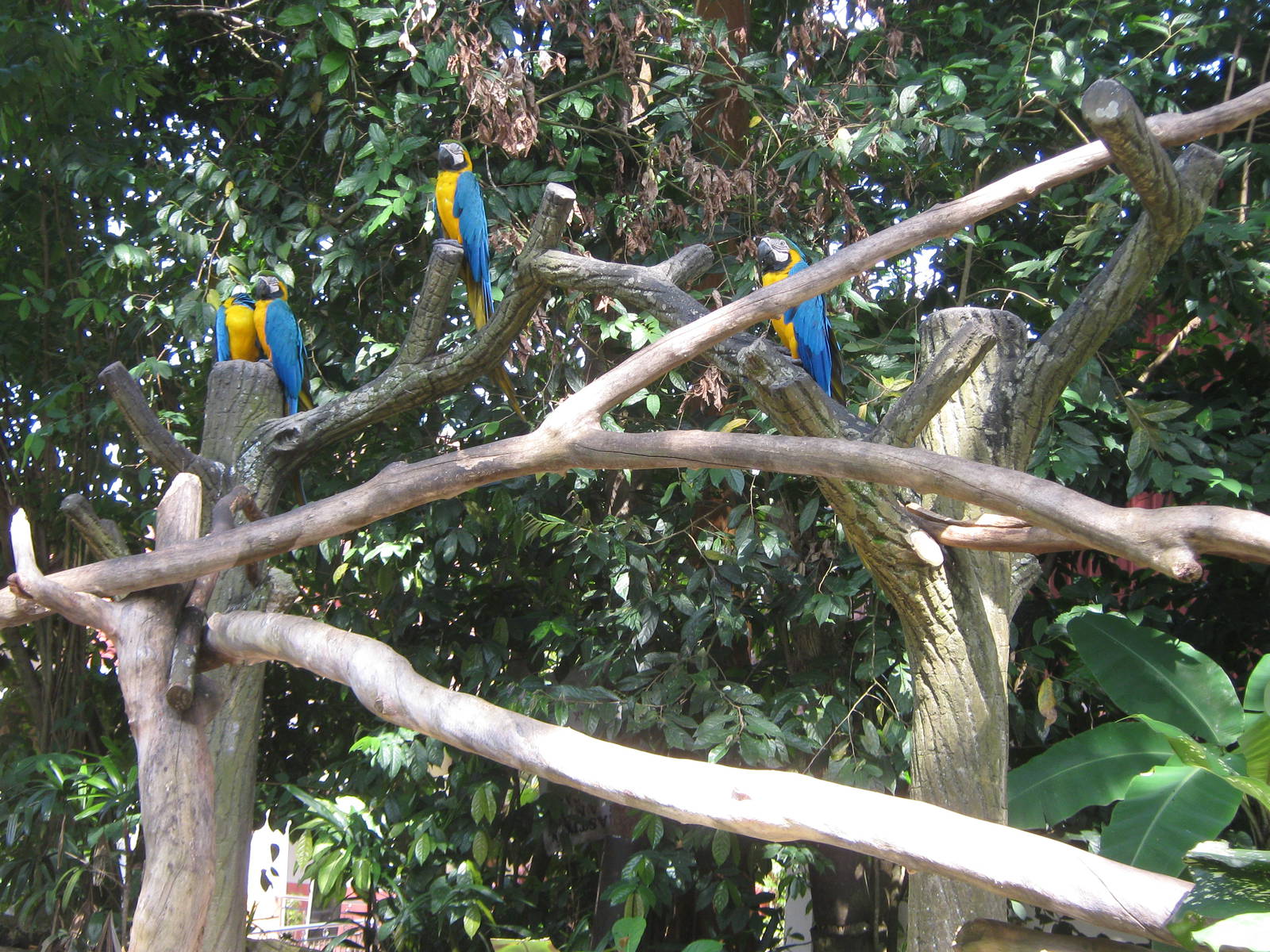 blue and gold macaws (Ara ararauna)