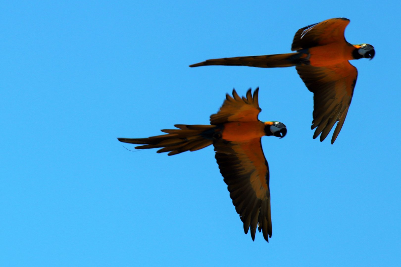 Blue and Gold Macaws (Ara ararauna)