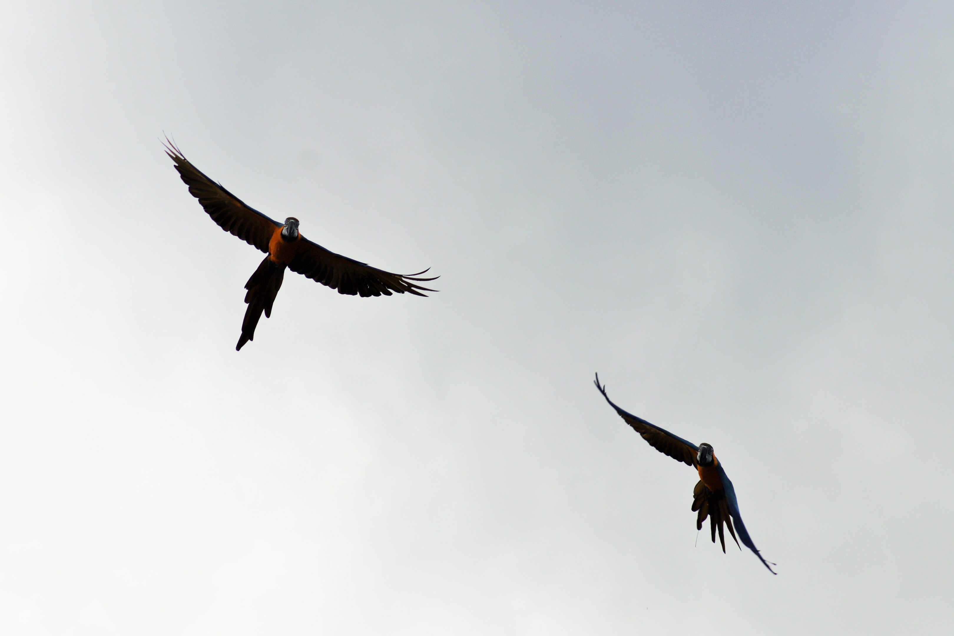 Blue and Gold Macaws (Ara ararauna)