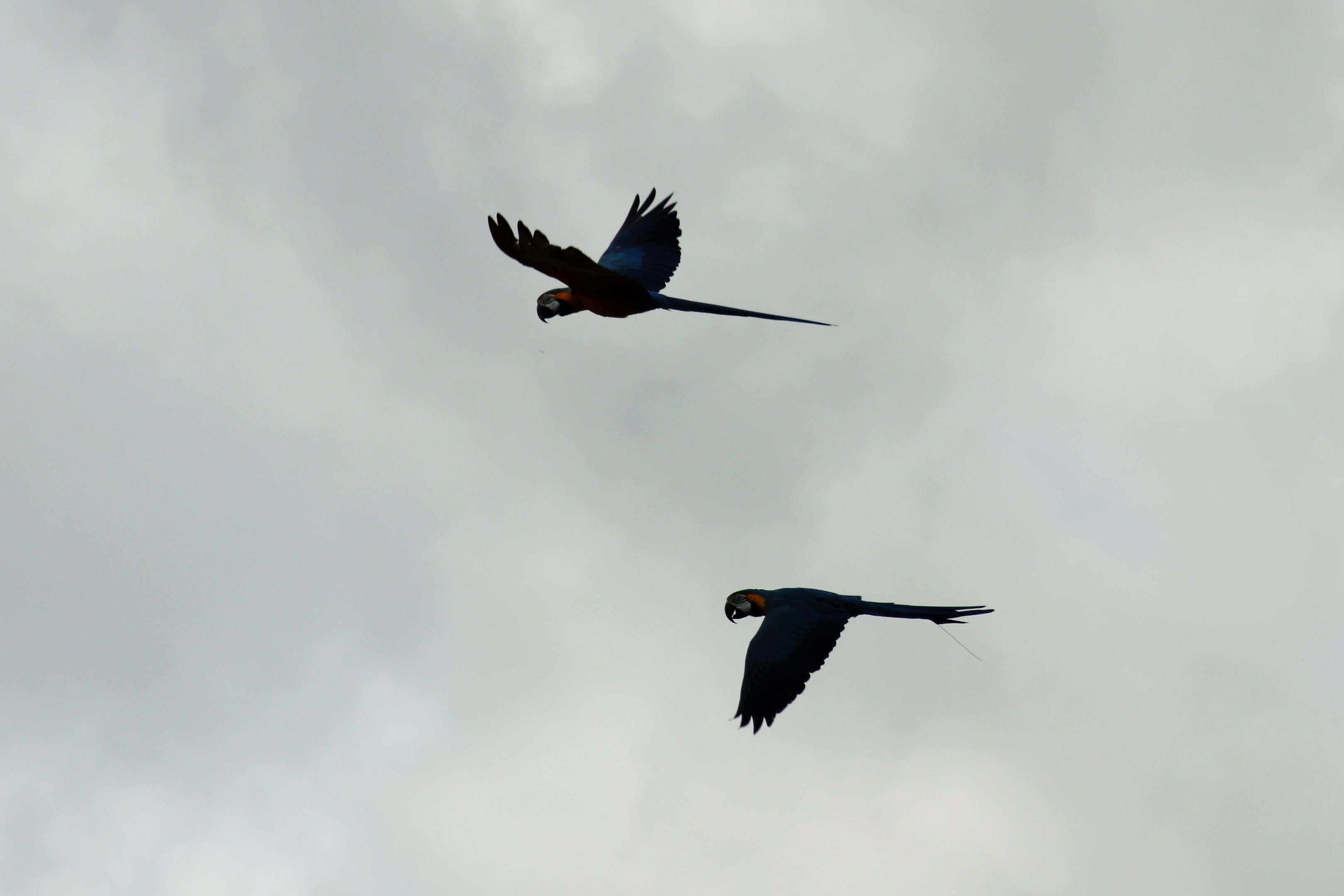 Blue and Gold Macaws (Ara ararauna)