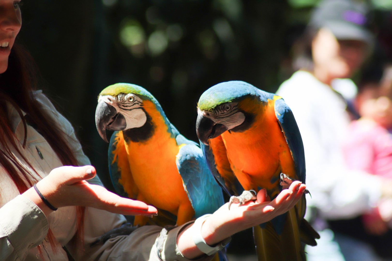 Blue and Gold Macaws (Ara ararauna)