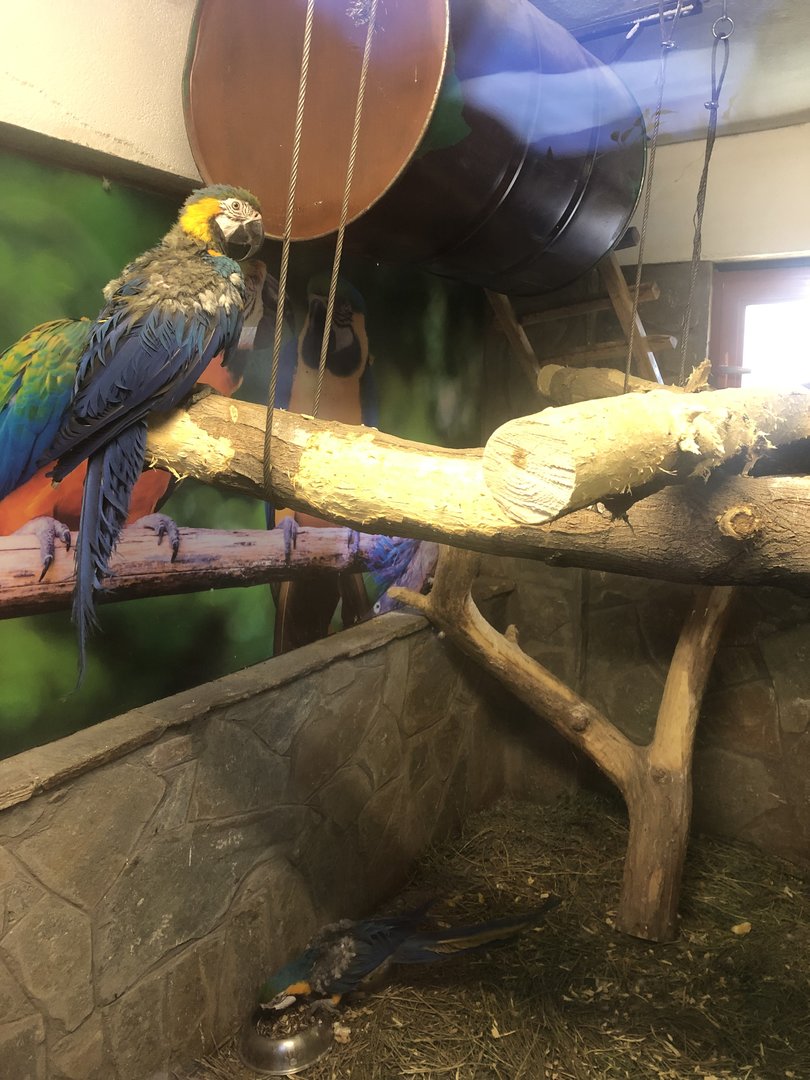 Blue and Gold Macaws at the Ankara Domestic Animals Park