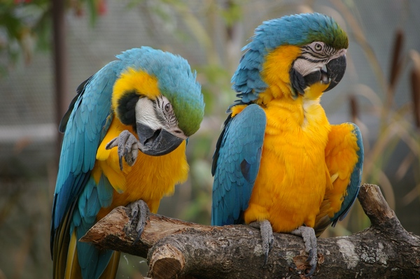 Blue and Gold Macaws, Cotswold WP