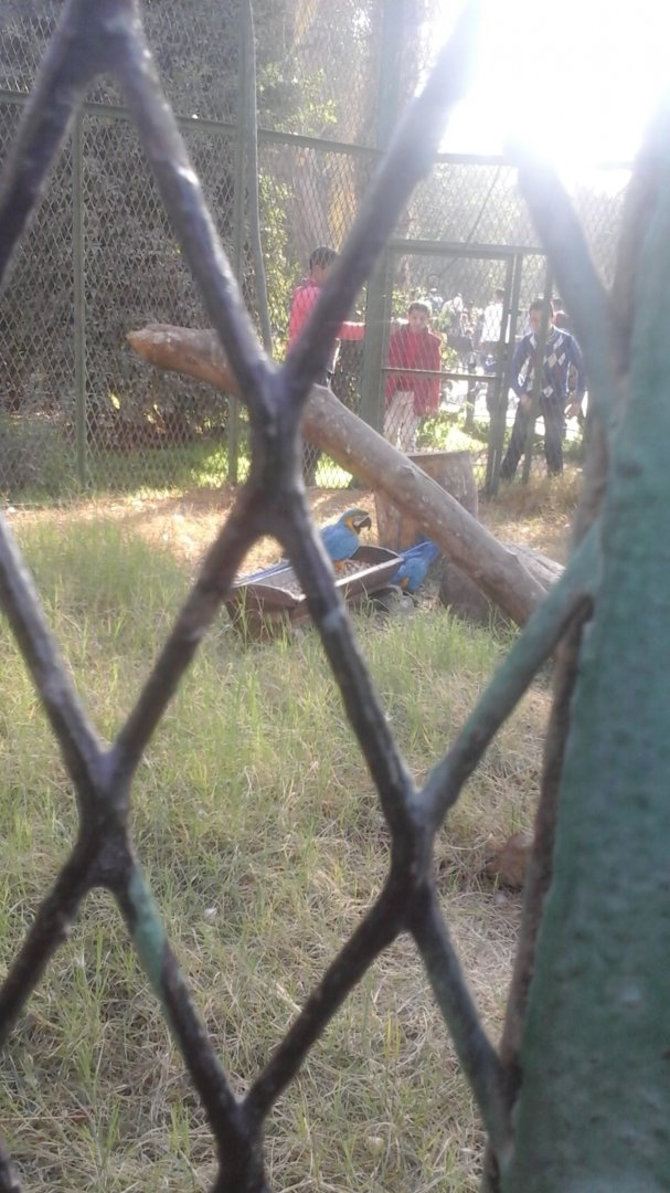 Blue and Gold Macaws in Giza Zoo