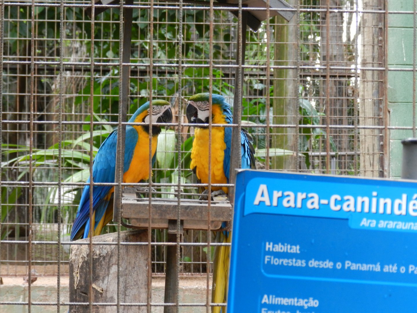 Blue and gold macaws - Sorocaba zoo (PZMQB)
