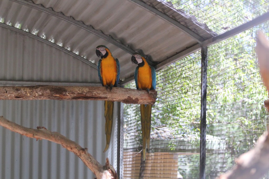 Blue-and-gold Macaws