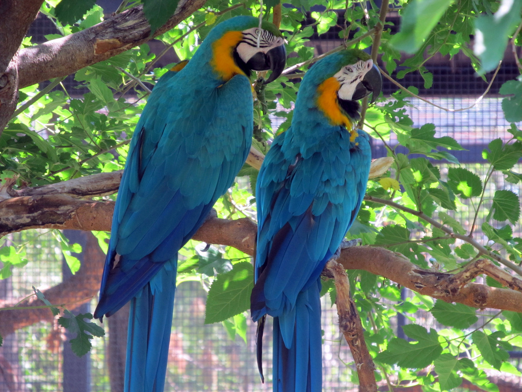 Blue and Gold Macaws