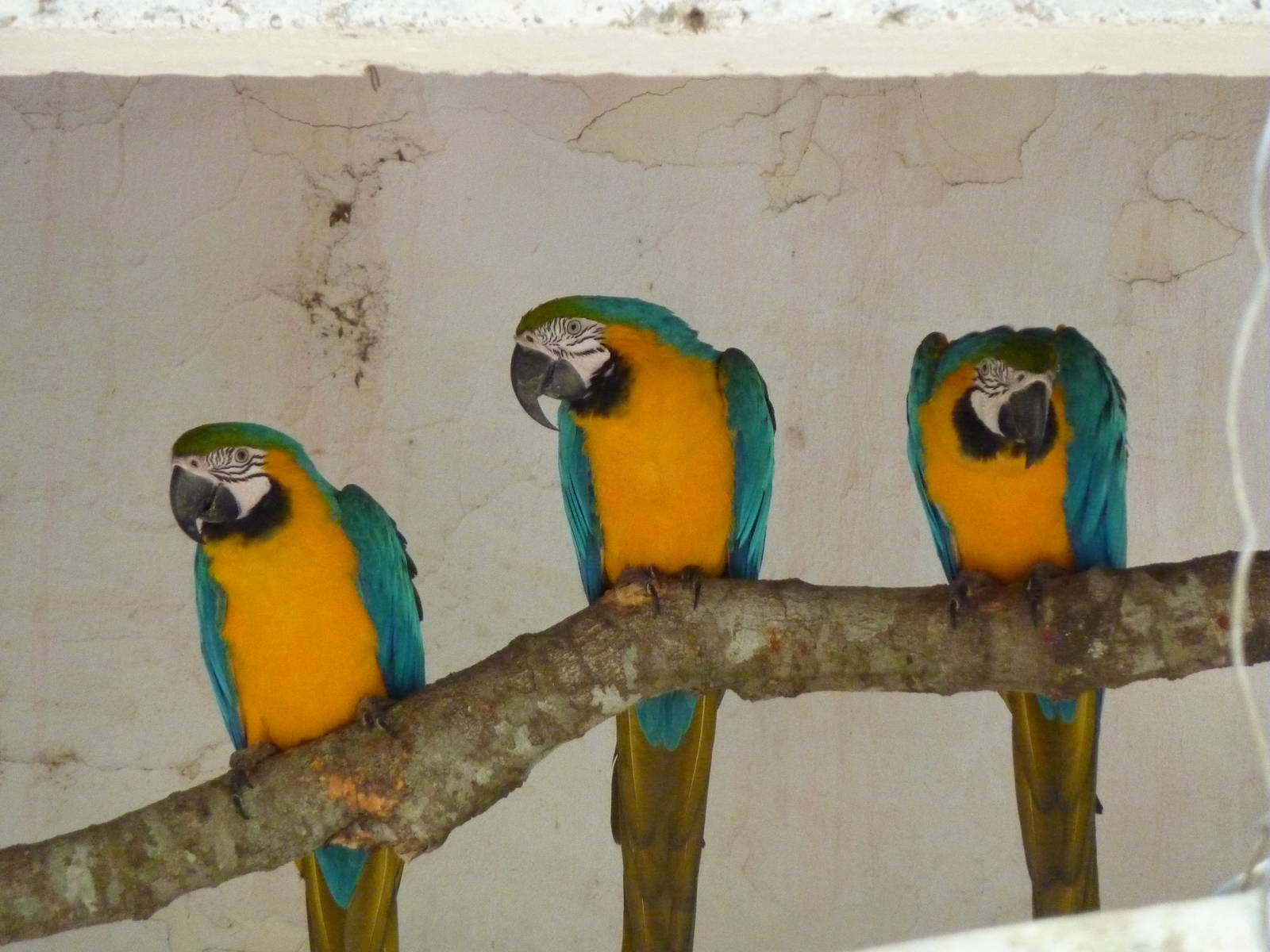Blue-and-gold macaws