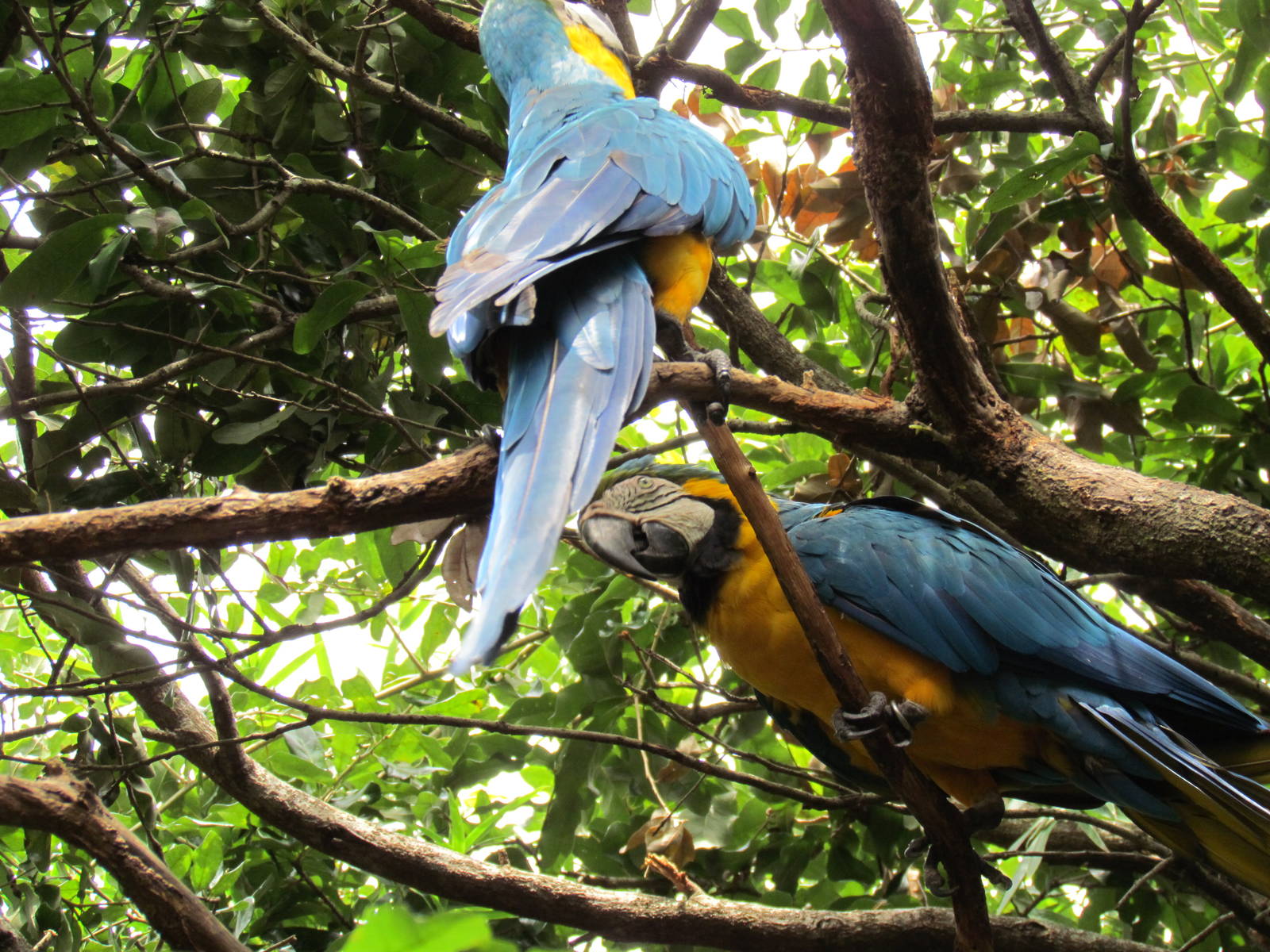 Blue and Gold Macaws