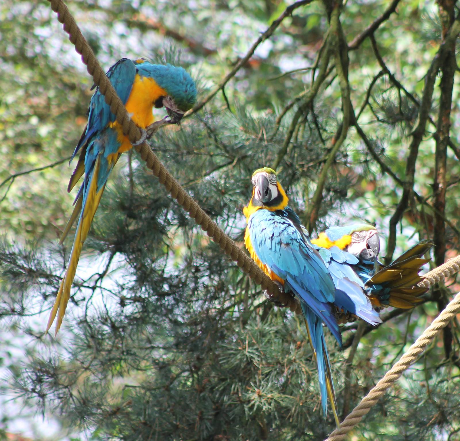 Blue and gold macaws