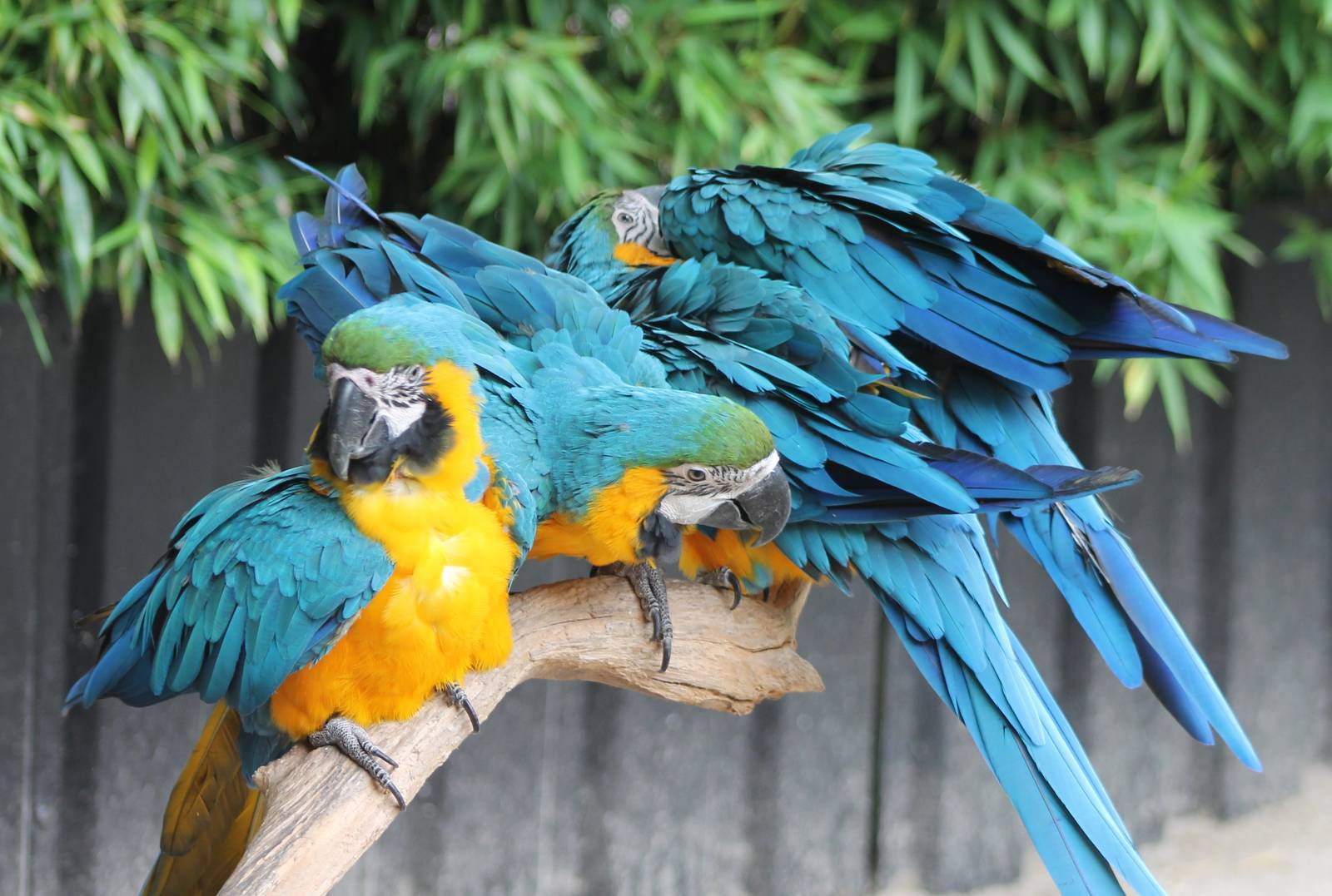 Blue and gold macaws