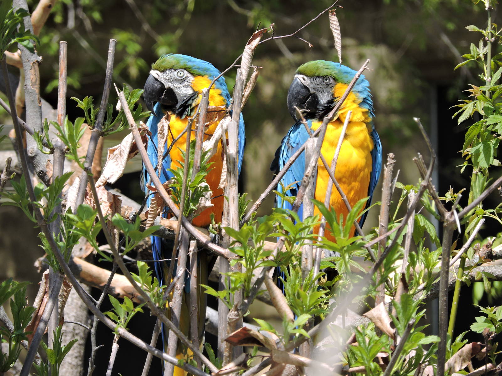 Blue and Gold Macaws