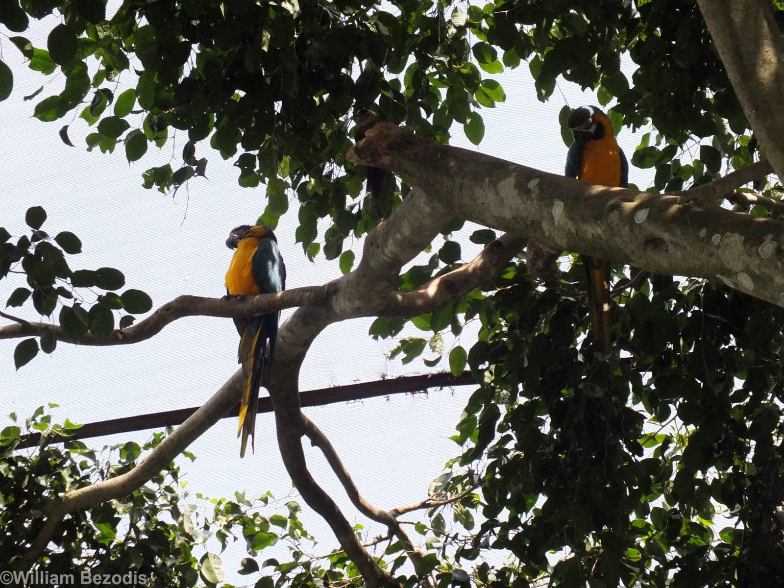 Blue-and-gold Macaws