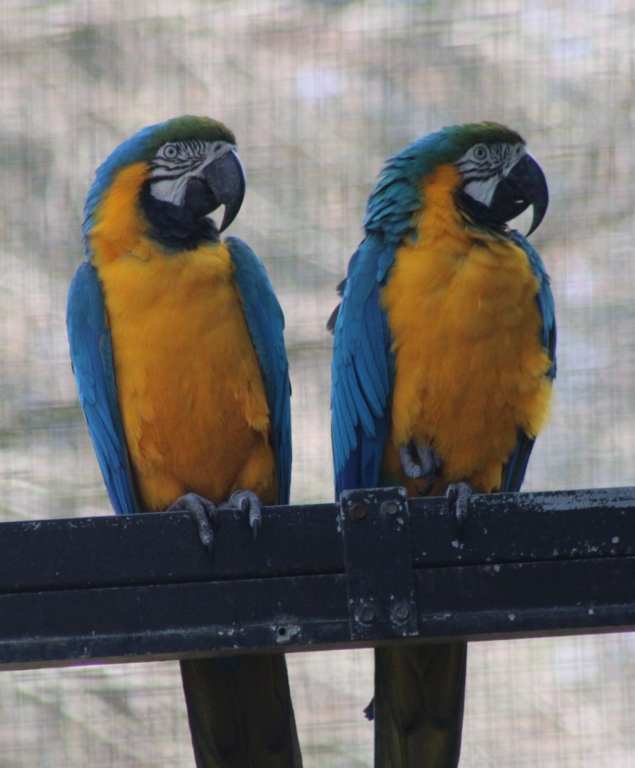 Blue and gold macaws