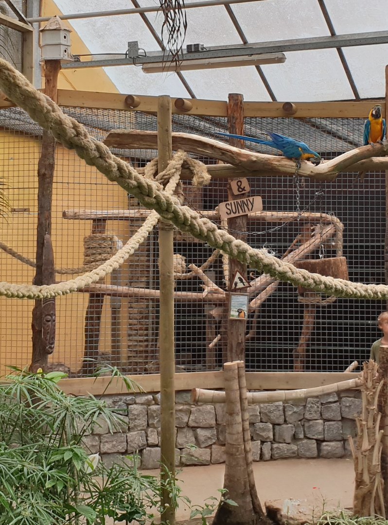 Blue and gold macaws