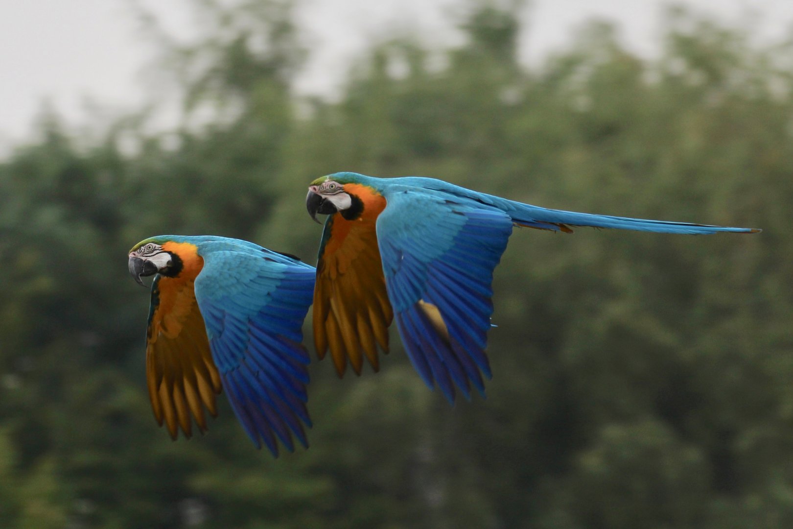 Blue-and-gold Macaws