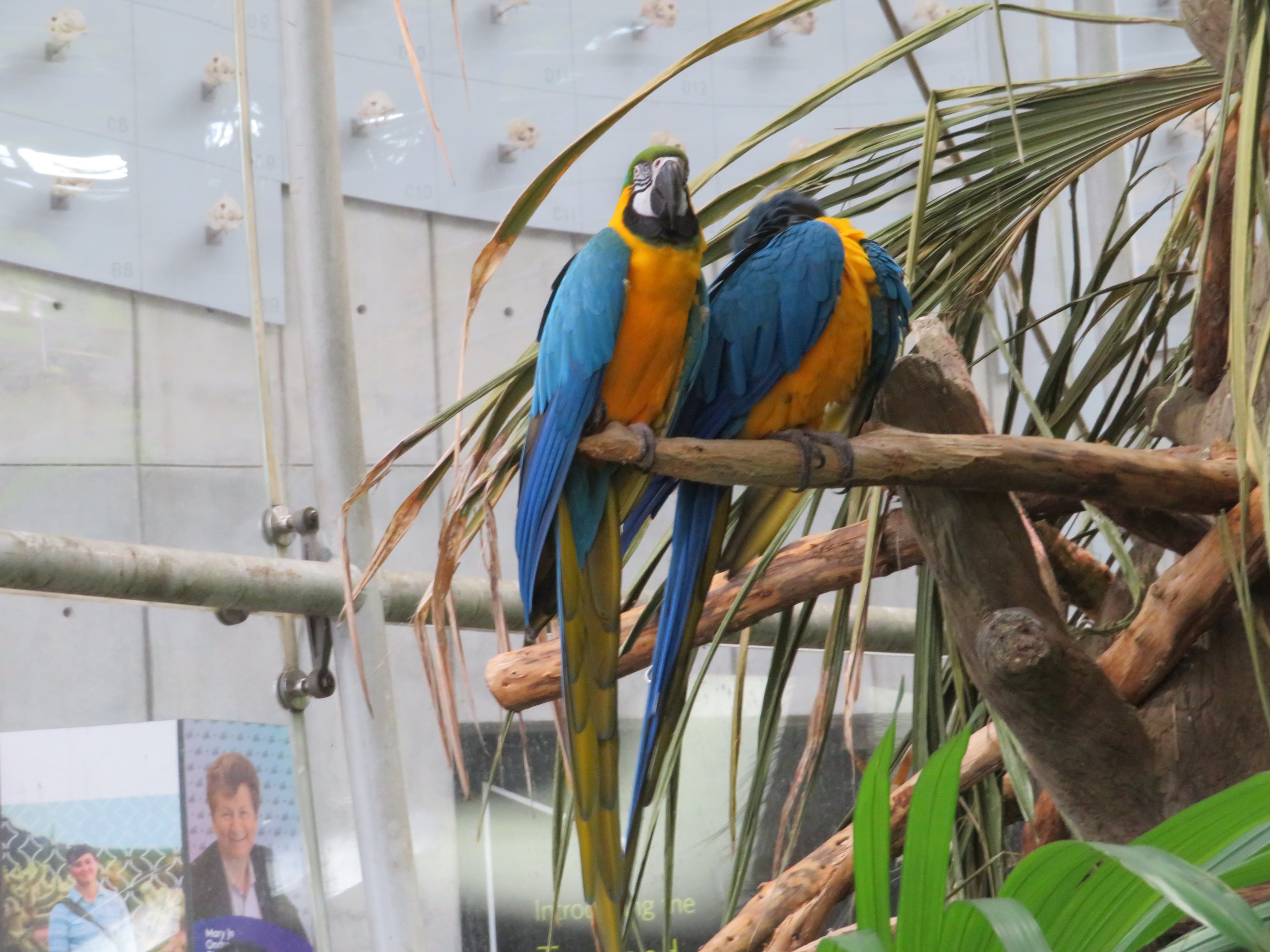 Blue-and-Gold Macaws