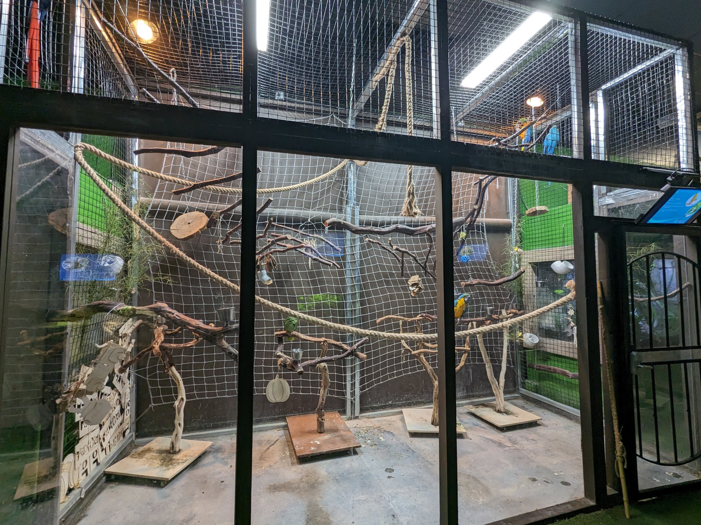 Blue and gold macaws