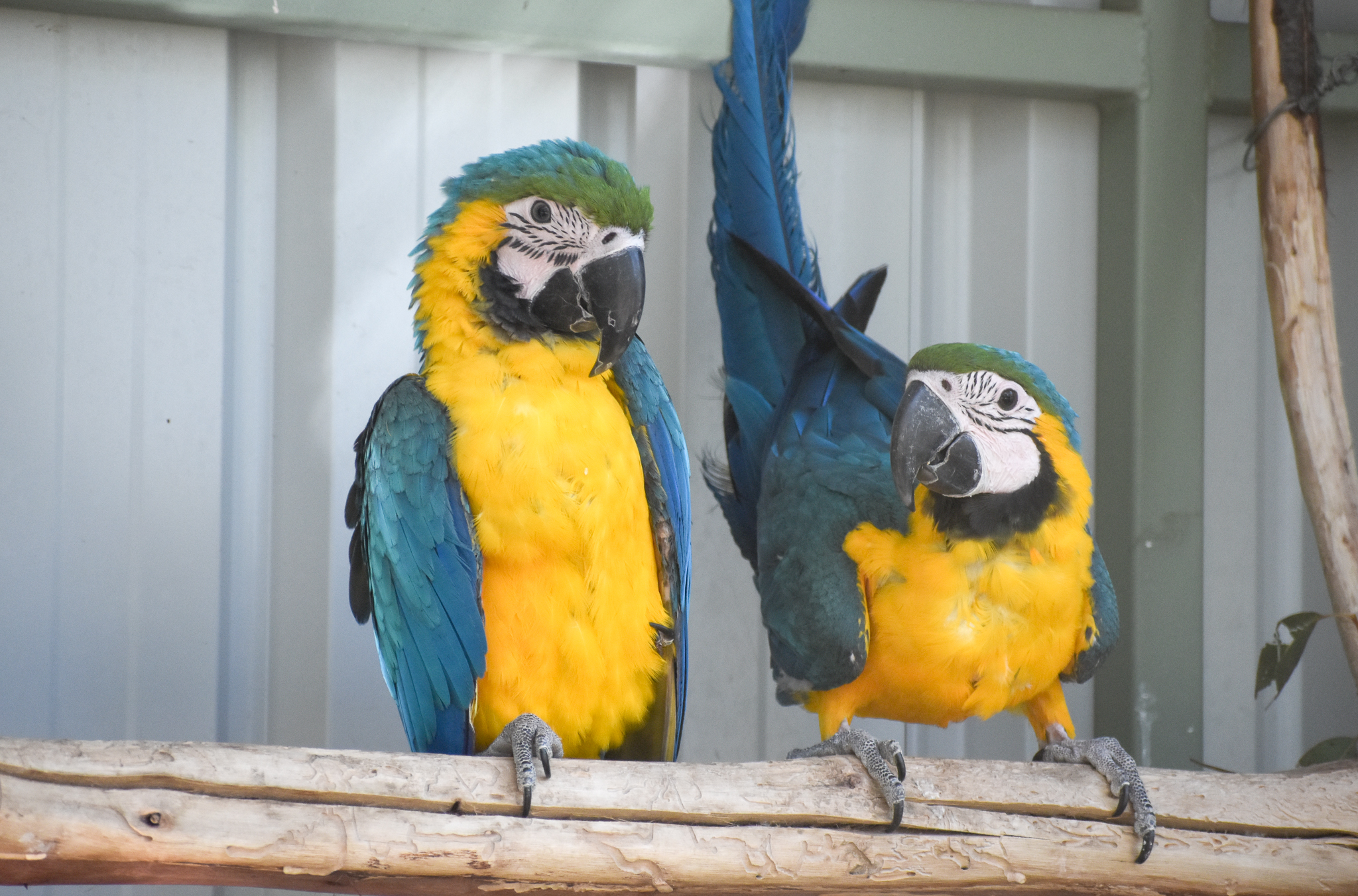 Blue and Gold Macaws