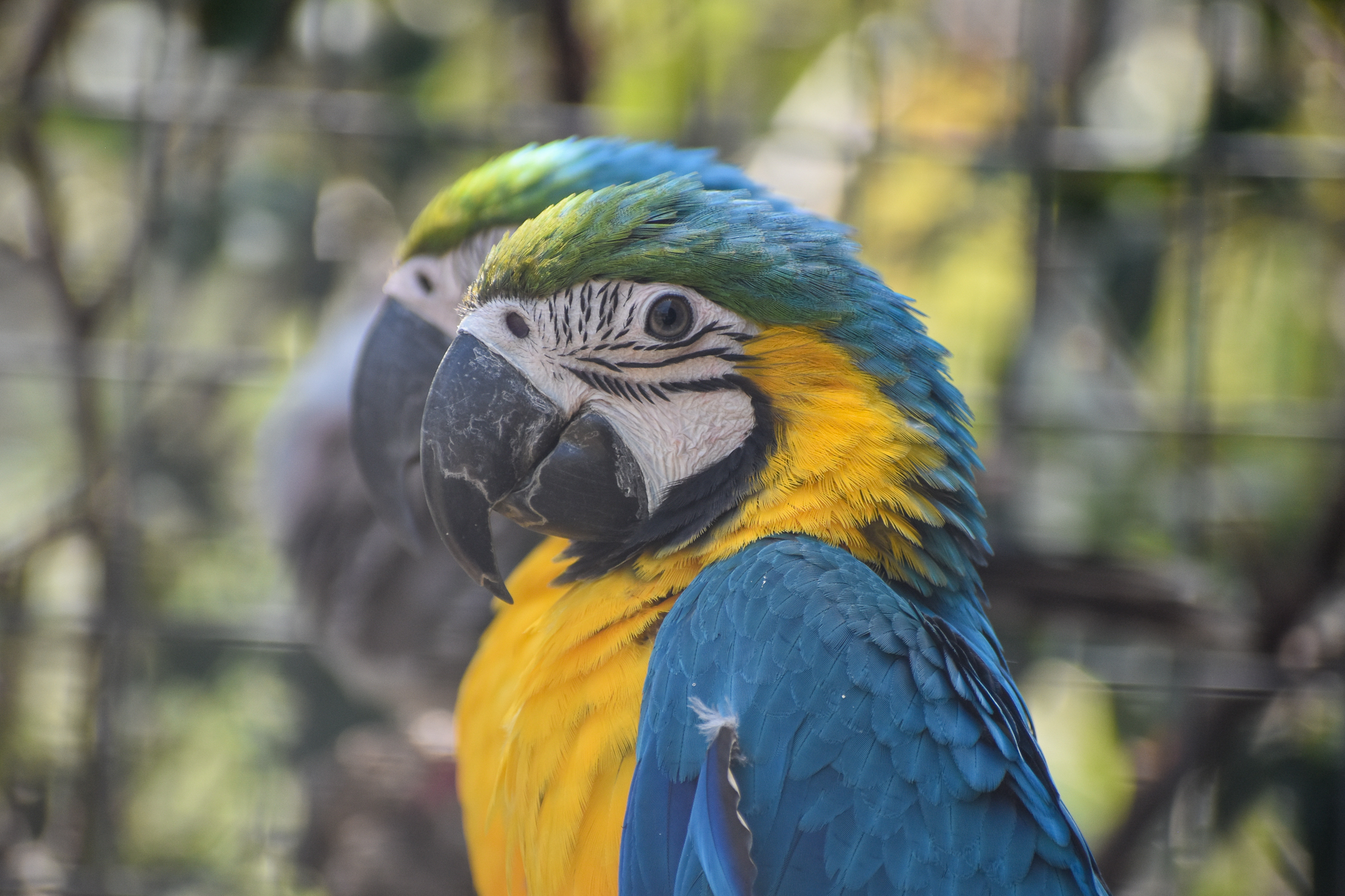 Blue and Gold Macaws