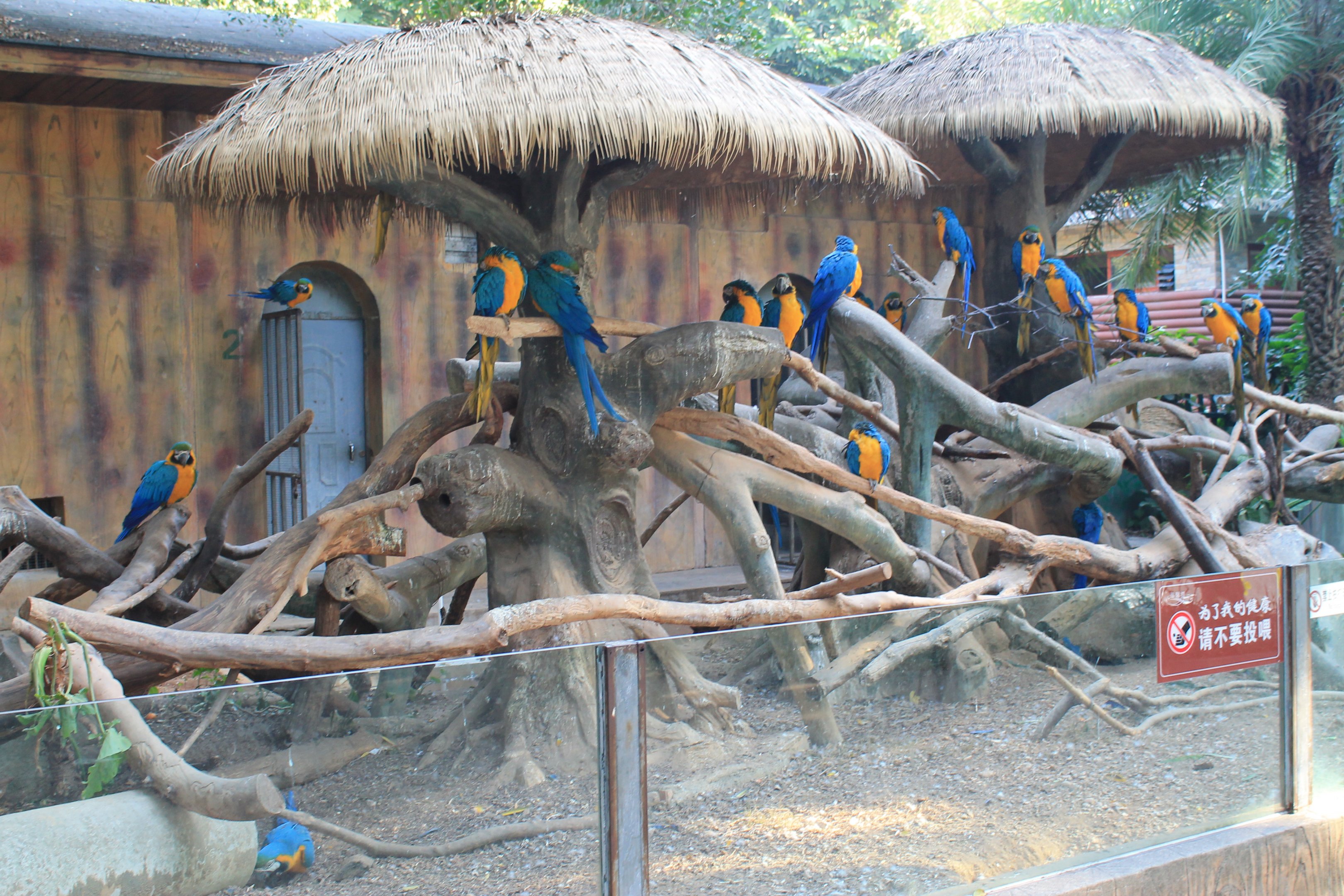 Blue and Gold Macaws