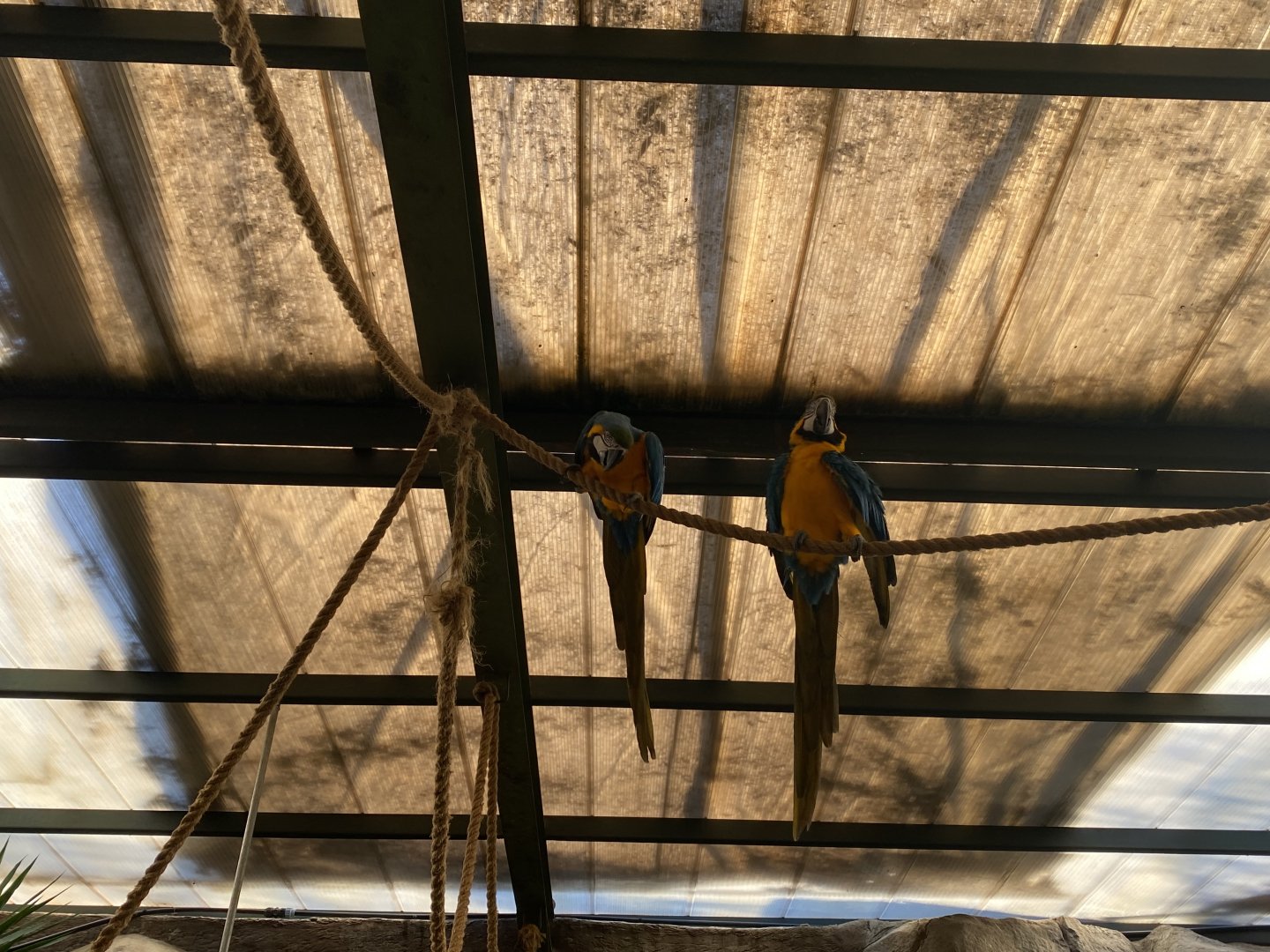 Blue and gold macaws