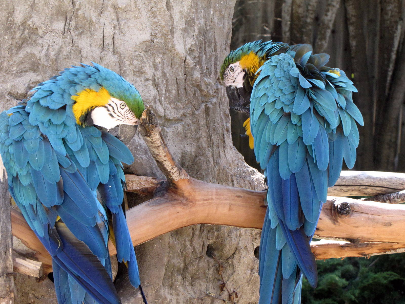 Blue-and-Gold Macaws