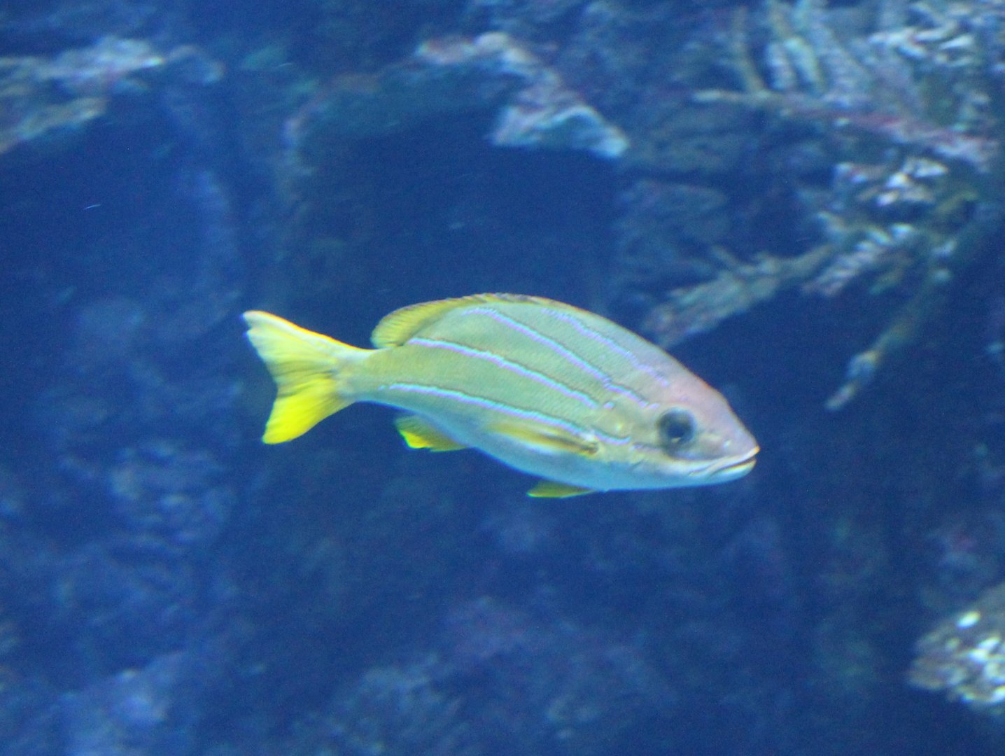 Blue and gold snapper - Lutjanus viridis
