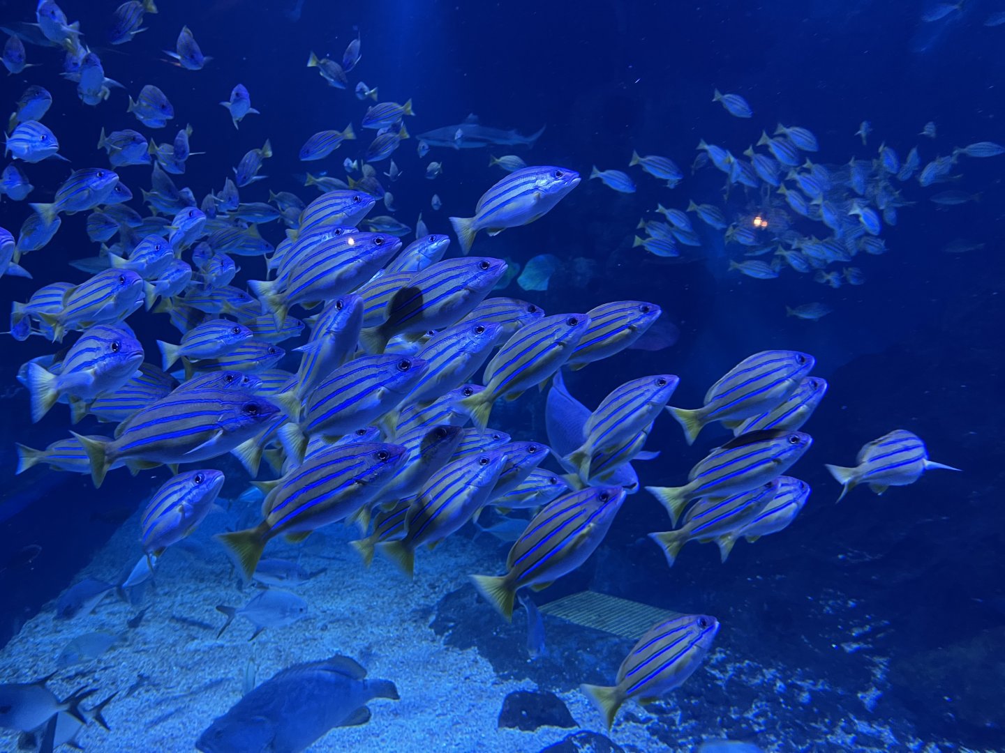 blue-and-gold snappers (lutjanus viridis) - BX Sea