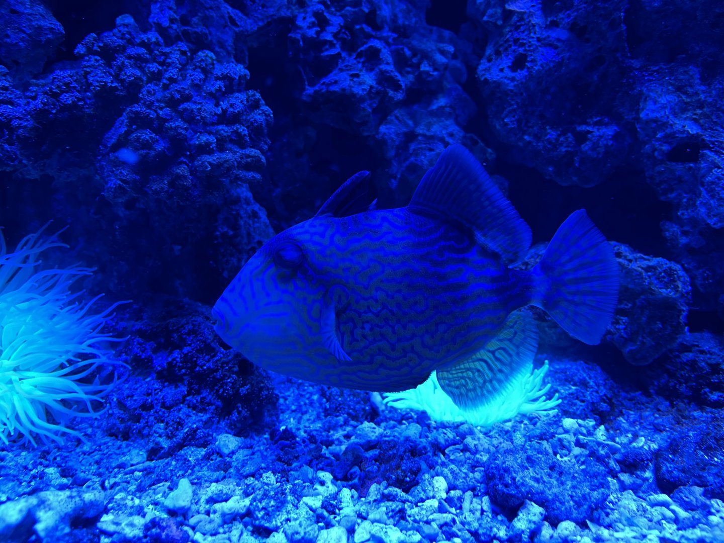 blue-and-gold triggerfish (pseudobalistes fuscus) - BX Sea