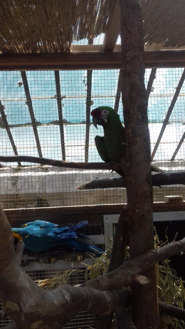 Blue and golden macaws