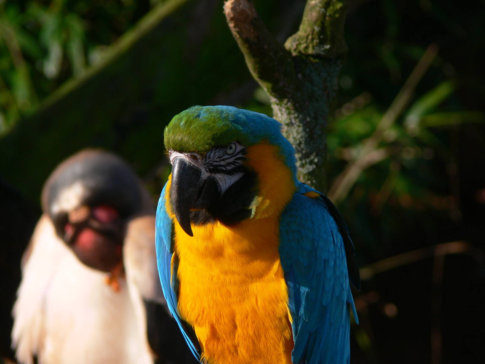 Blue and Green Macaw at South Lakes, 16/02/14
